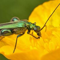 Thick-Legged Flower Beetle 4 
